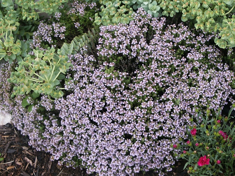 Thymus vulgaris Faustini Bylinky a koření Zahradnictví Franc